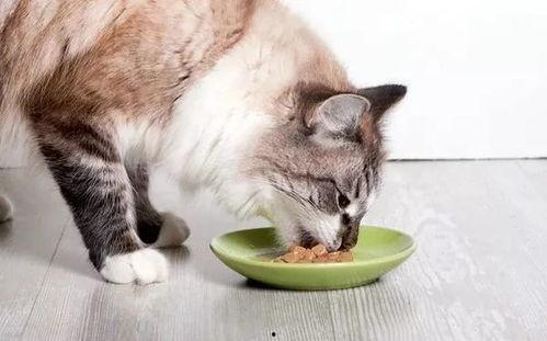 粉圈猫吃瓜视频,揭秘娱乐圈幕后风云