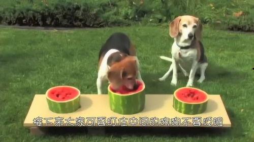 三只狗吃瓜视频大赛,笑料横飞视频大赛精彩纷呈