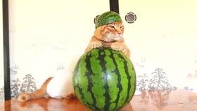 吃瓜打人小视频搞笑版,笑料横生的小视频盛宴