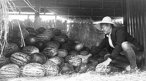 鹤山吃瓜群众事件视频,网络围观下的社会现象解析