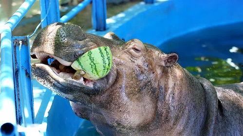 搞笑视频河马吃瓜大全,欢乐无限，瓜果飘香