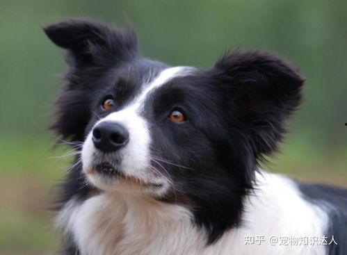 边牧可以吃烧瓜吗视频,揭秘烧瓜是否适合边牧食用