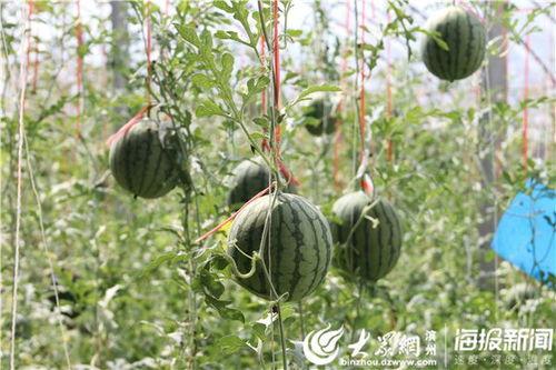 济宁微山吃瓜事件视频最新,一场引发热议的网络视频风波