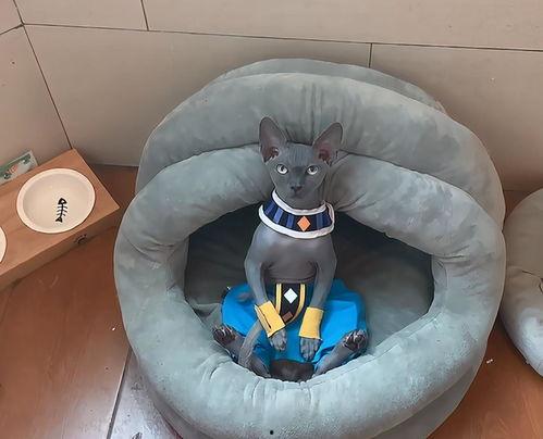 猫吃梨瓜做法图片视频,创意猫食制作攻略