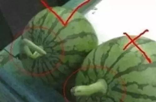 吃西瓜视频一口一瓜特效,特效带你领略西瓜新境界