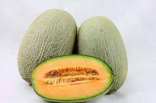 小黄嘴哥吃哈密瓜视频,甜蜜滋味尽收眼底