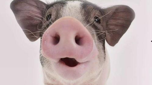 猪可以吃茄瓜吗视频播放,视频揭示真相