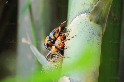 小虫子吃瓜视频,揭秘瓜果中的奇妙世界