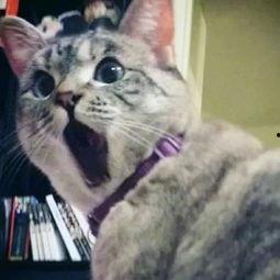 猫咪在宿舍床上吃瓜视频,猫咪床上吃瓜，萌态十足！