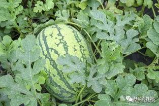 井瓜怎么吃最好吃视频大全,视频大全教你吃出最佳口感