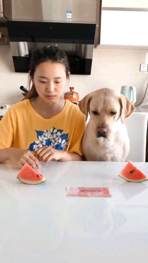 最近火的吃瓜段子视频在线观看,最新热门段子视频大盘点