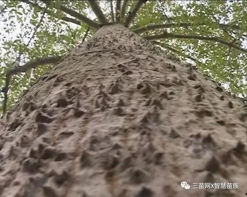 二虎和苏木吃瓜视频