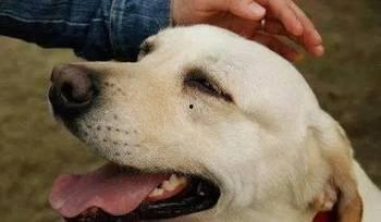 小孩吃瓜狗追虫好吗视频,瓜果飘香引狗追，虫虫起舞乐童年