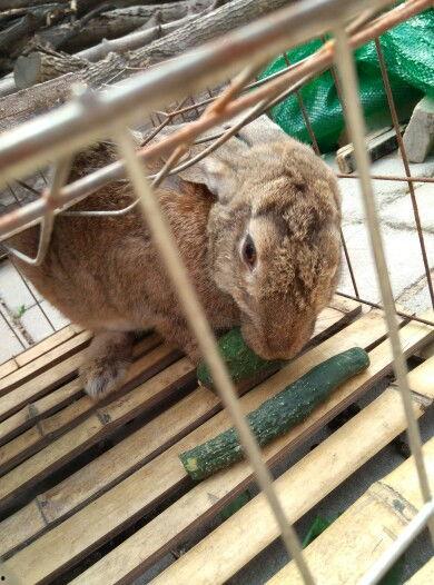 兔子吃小瓜视频教程